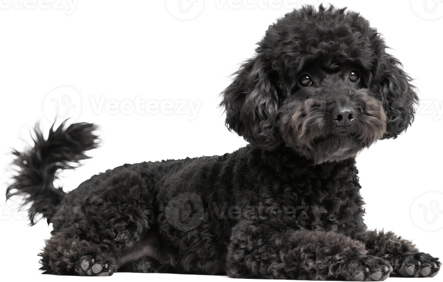 Dark gray poodle sitting with curly fur and a neat elegant look in a calm indoor setting png