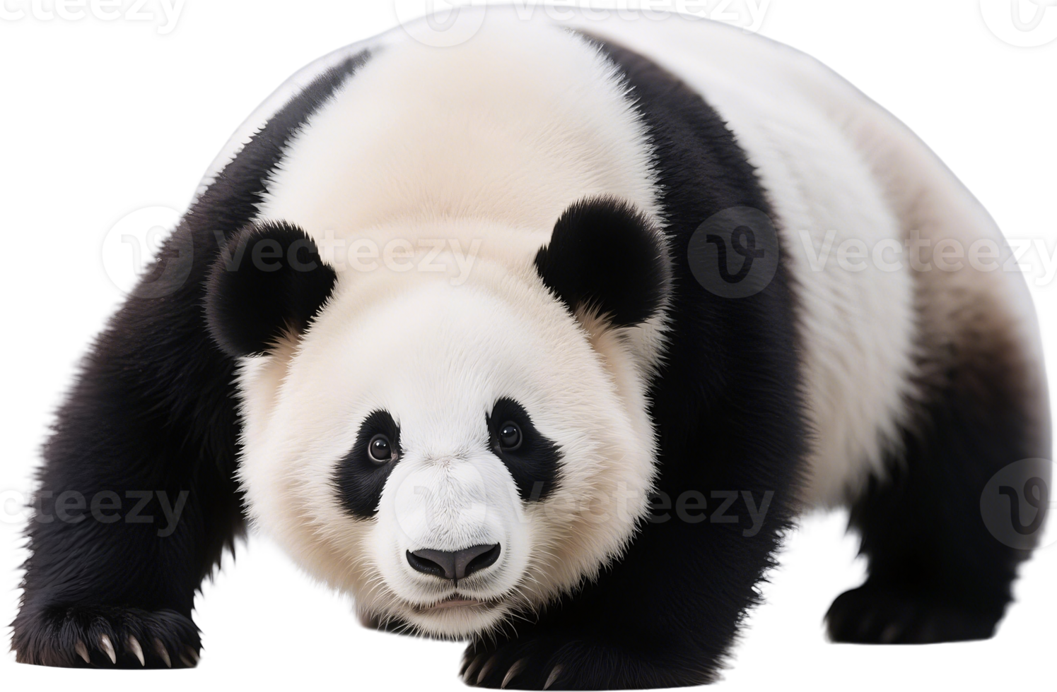 Powerful panda standing on all four legs looking straight at the camera with focus png