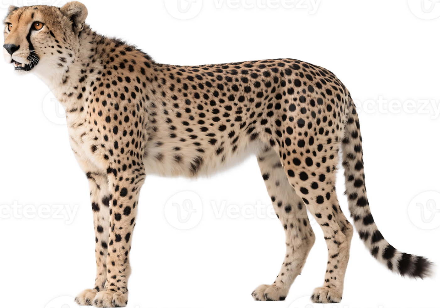 A cheetah stands in profile showing off its sleek body and alert expression png