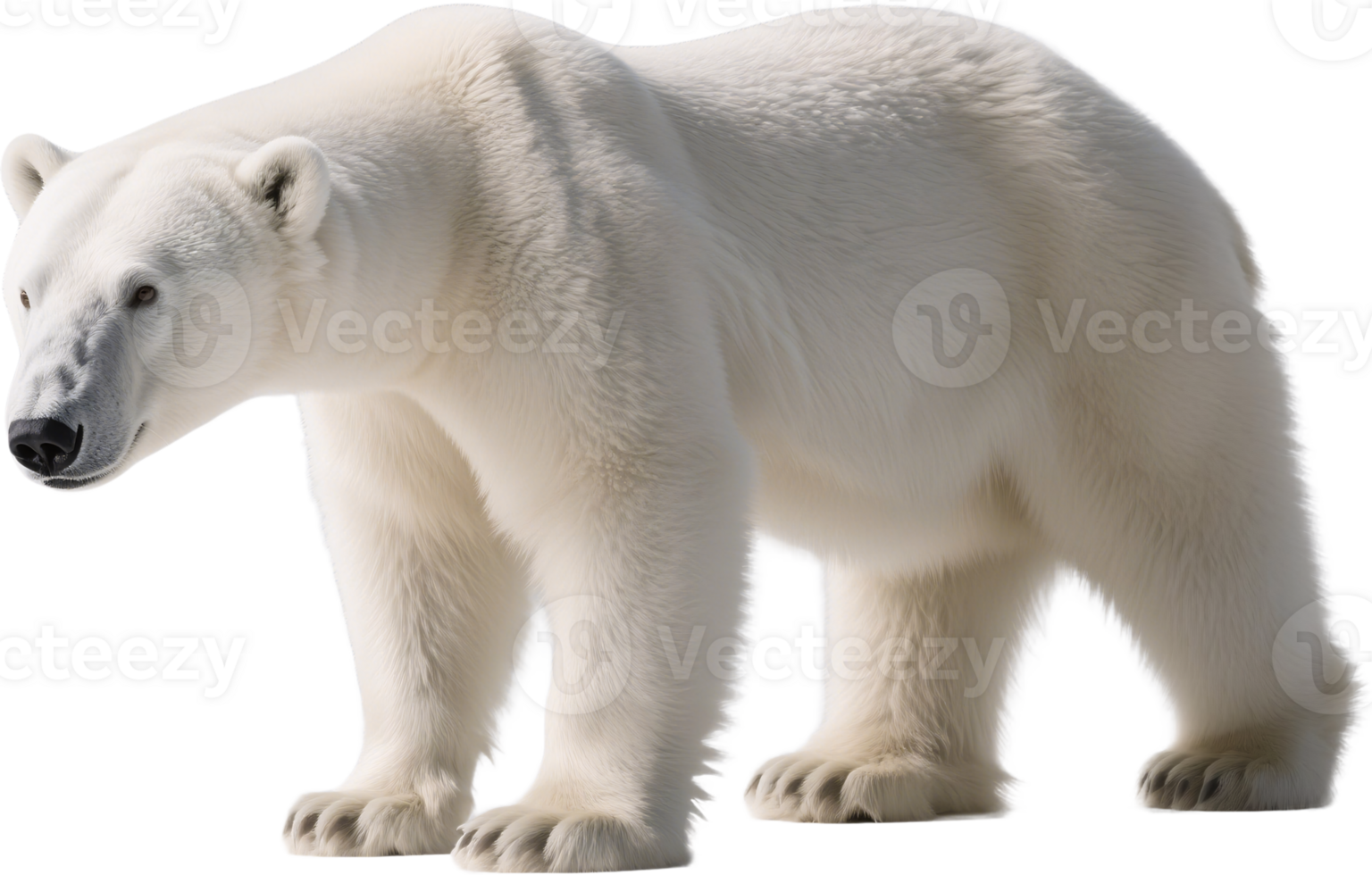 A polar bear walking in profile with thick white fur and a steady gaze in an arctic landscape png