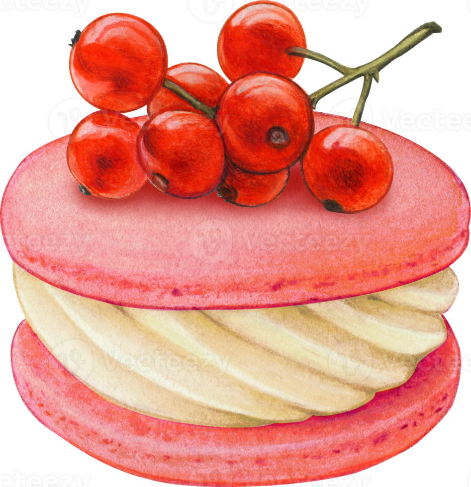 Watercolor hand drawn realistic macaron red currant png