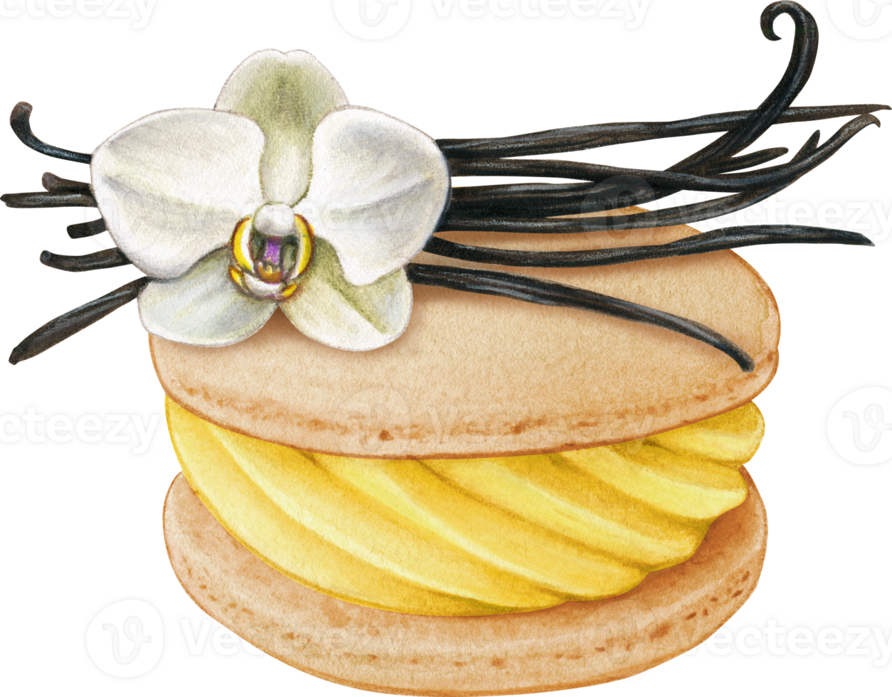 Watercolor hand drawn realistic macaron vanilla png