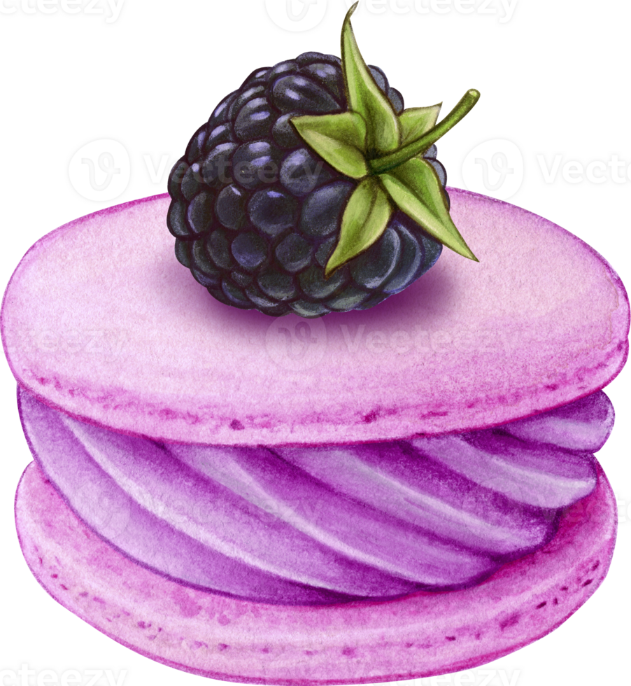 Watercolor hand drawn realistic macaron blackberry png