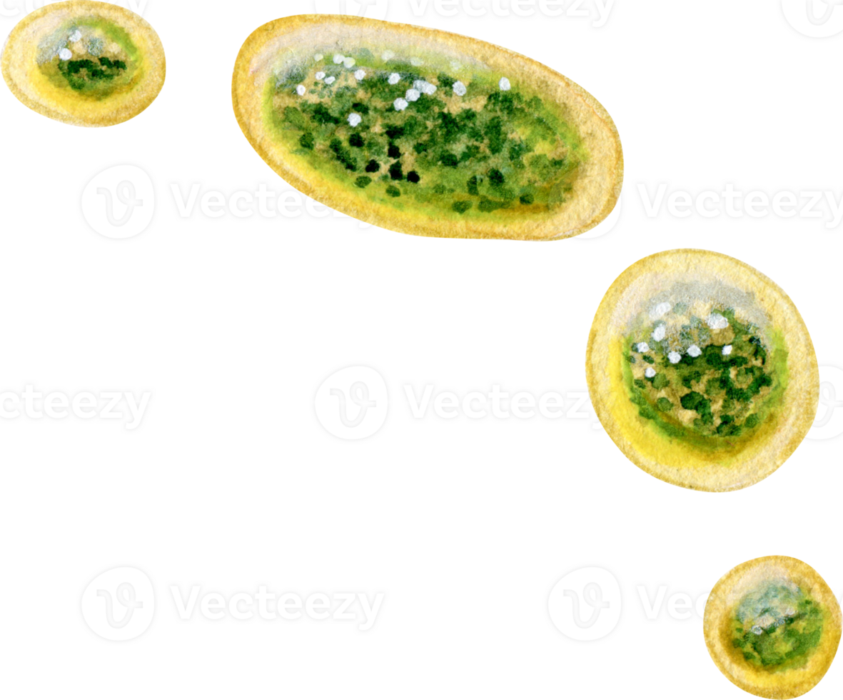 Watercolor hand drawn realistic green sauce drops png
