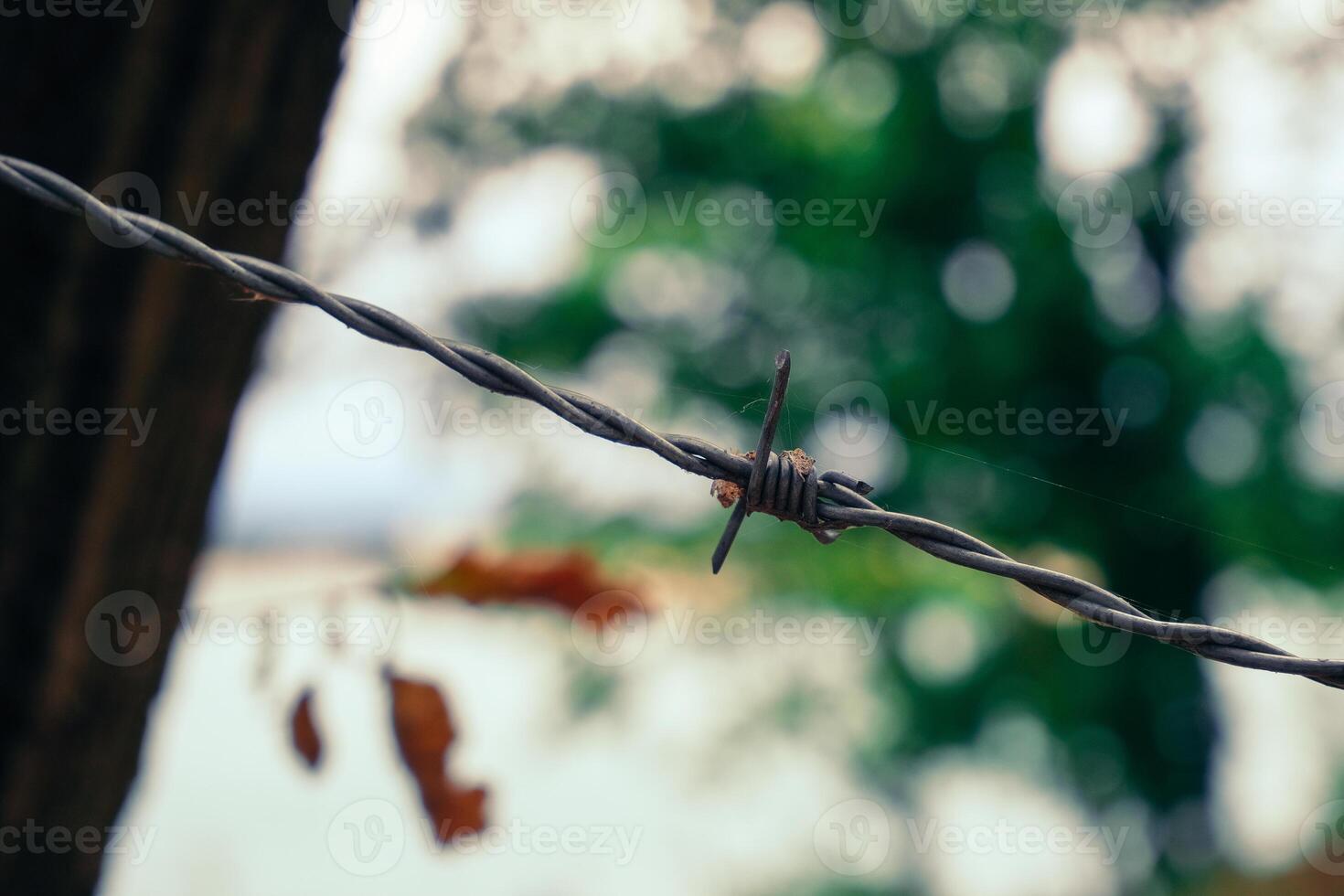 Wire with a barbed end is hanging from a tree photo