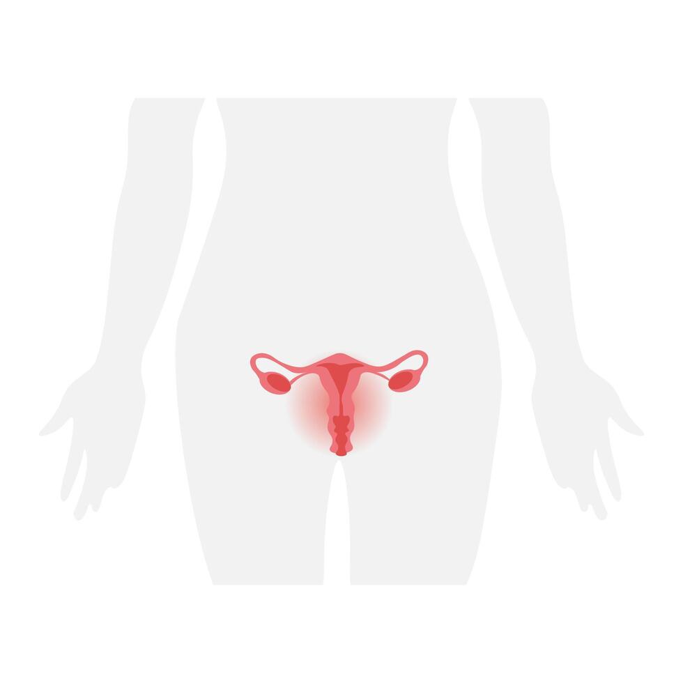 Female Reproductive System Anatomy with Uterus and Ovaries in Silhouette. illustration vector