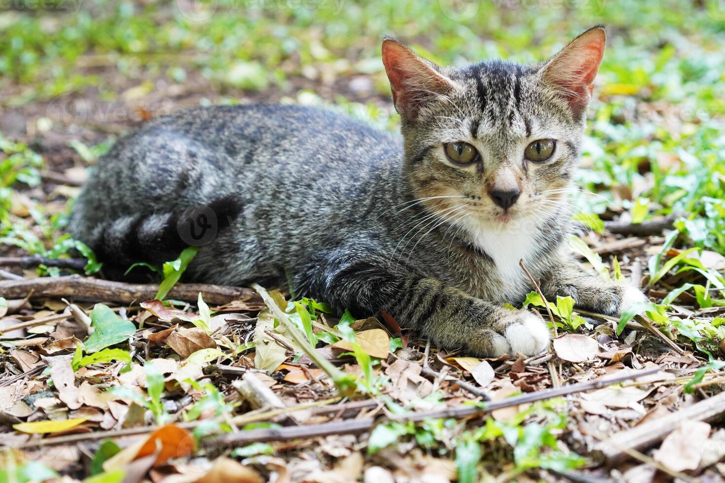 Tabby Cat on the Ground photo
