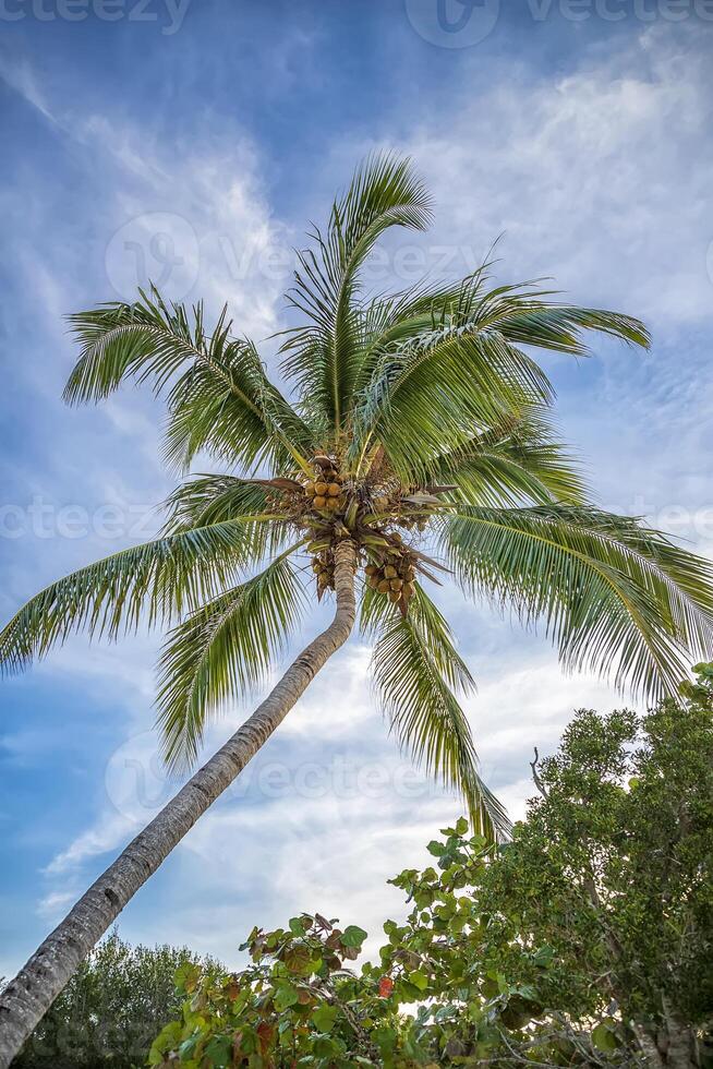 A majestic coconut palm tree against a backdrop of a vibrant blue sky photo