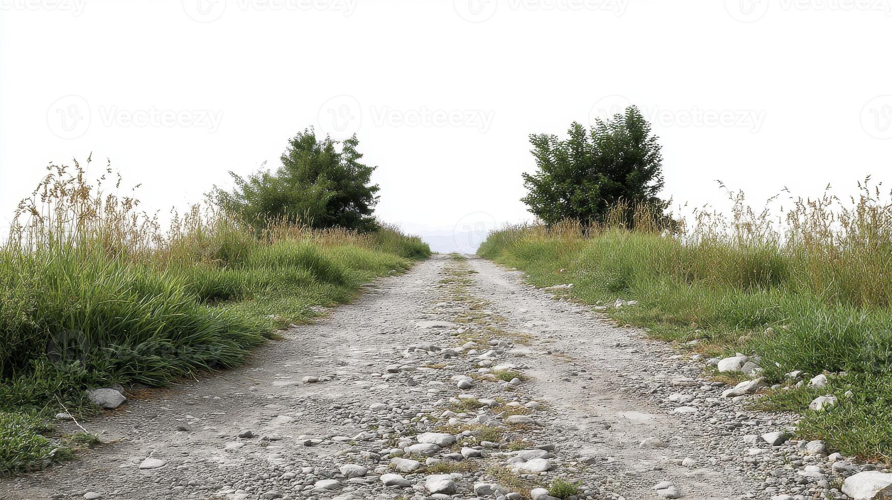 A gravel road with grass and trees on either side photo