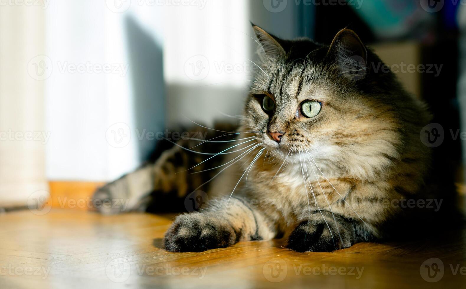 Domestic cat lies on the wooden floor of the house in the sunlight photo