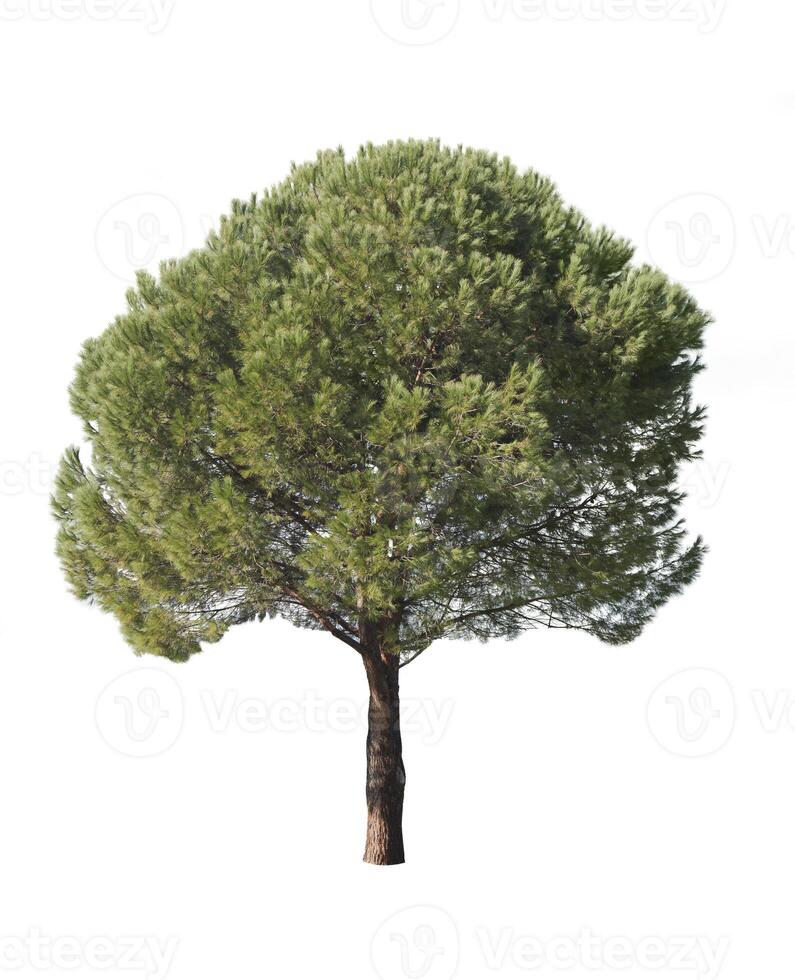 Pine tree isolated photo
