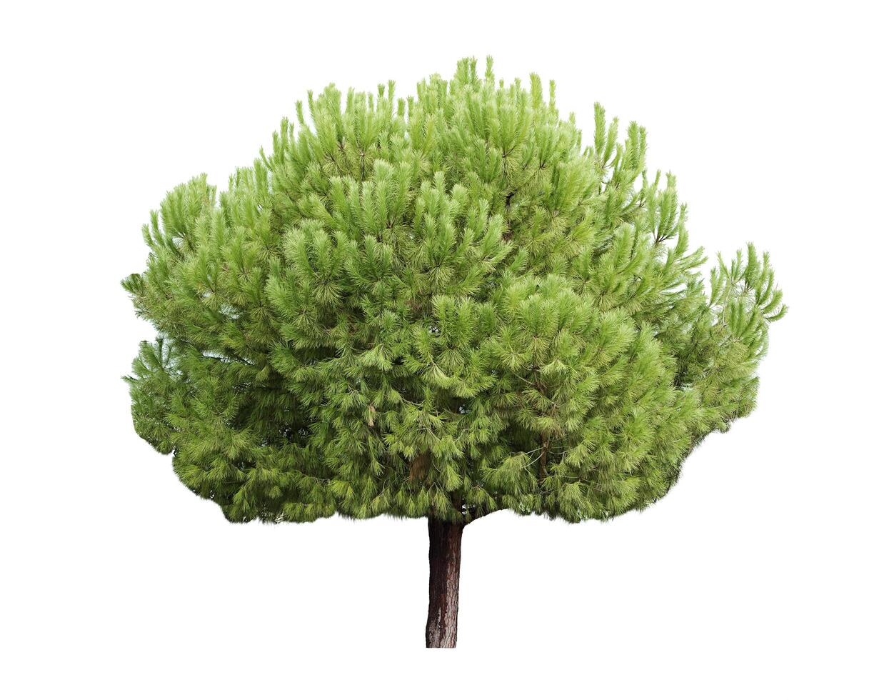 Pine tree isolated over white photo