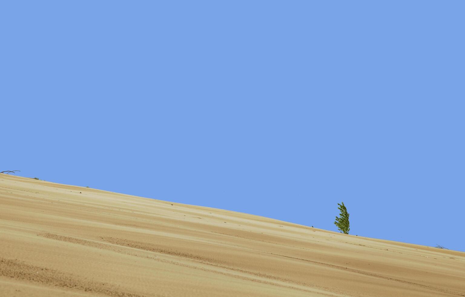 Lonely plant under summer sky photo