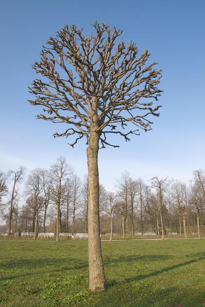 Bare tree in spring, sunny day photo