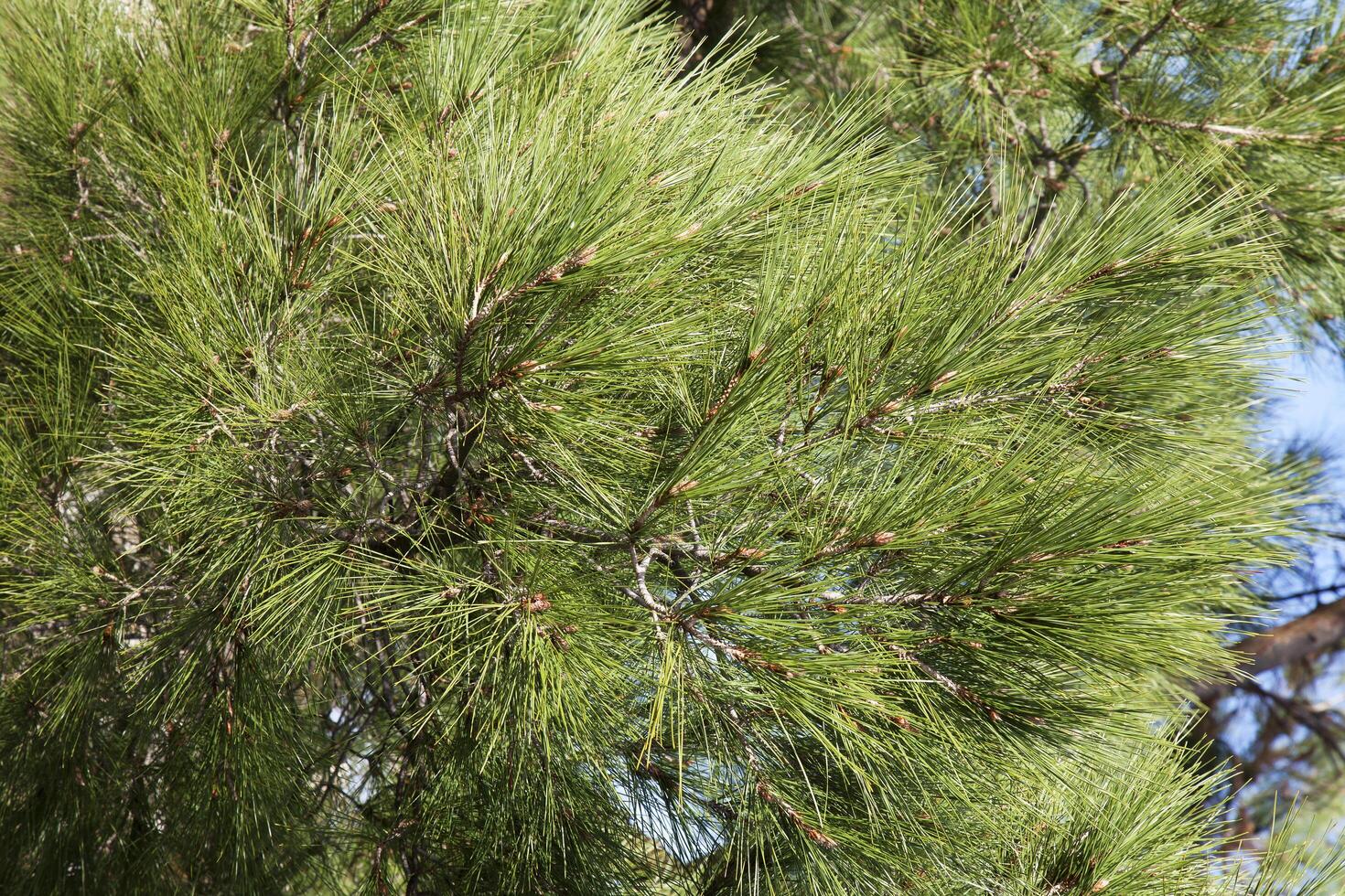Conifer branches background photo