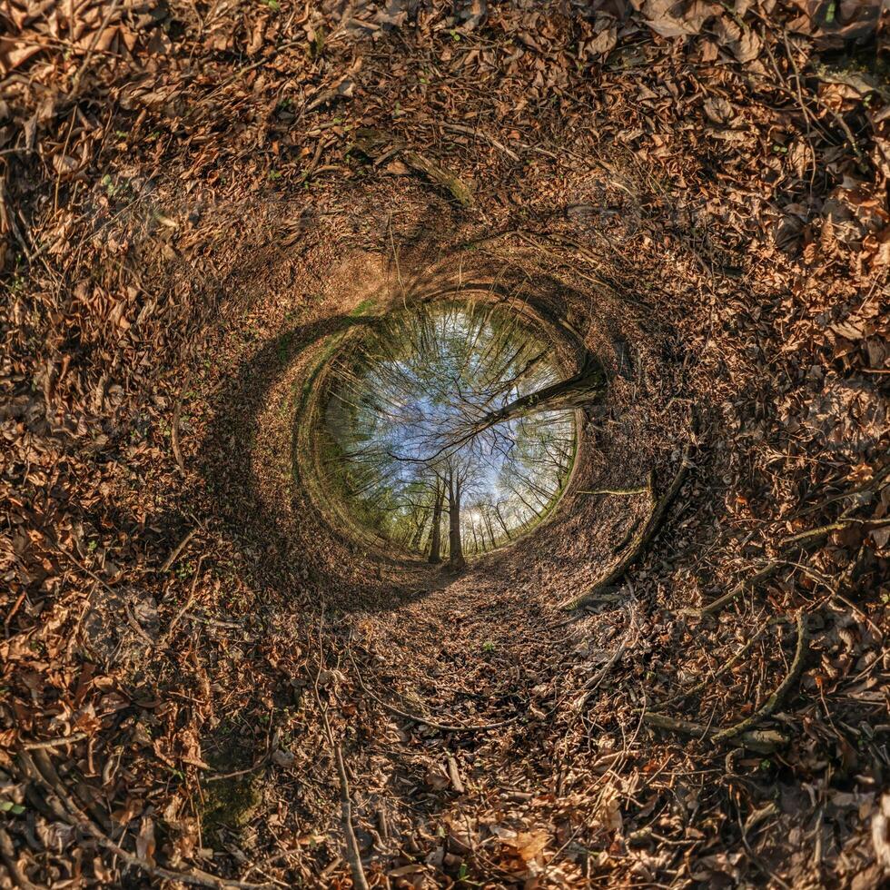 A circular view of a tree in the middle of a forest photo