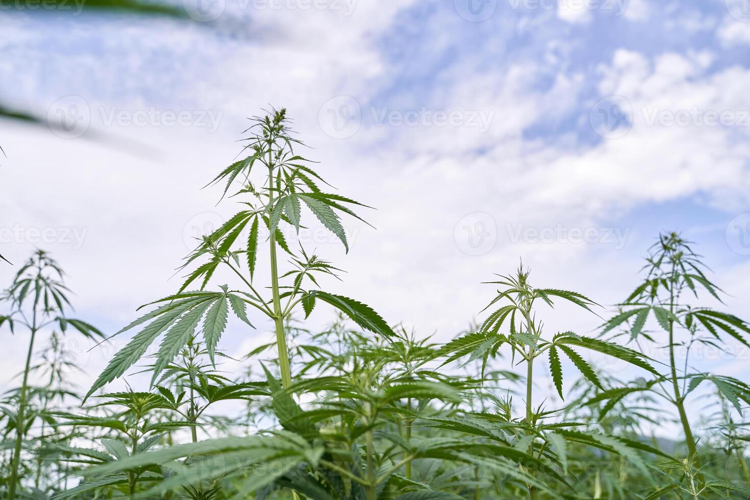 Lush green cannabis plants growing under blue sky in a field. photo