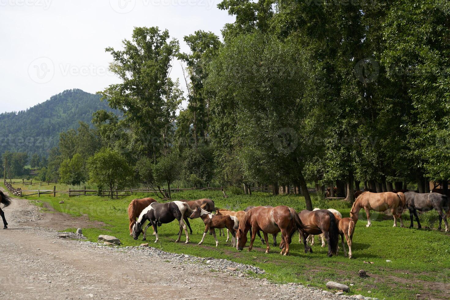 Herd of horses grazing in lush green pasture with forest and mountain background. photo