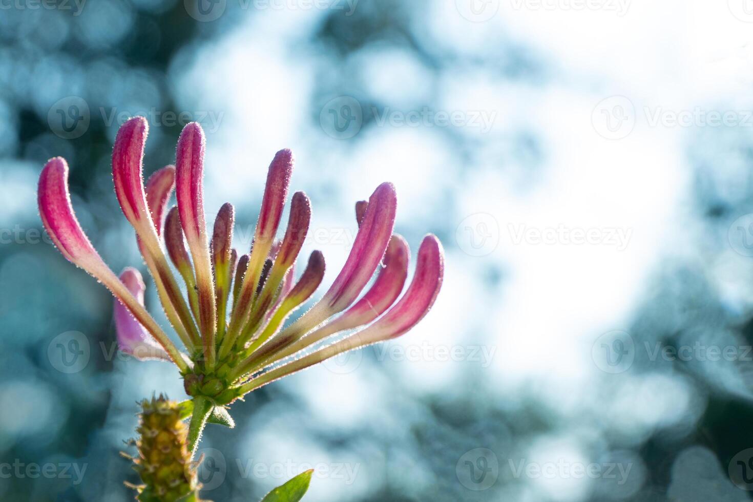 Honeysuckle in garden soft focus. Flowers Lonicera Sempervirens, common names common honeysuckle, European honeysuckle or woodbine. photo