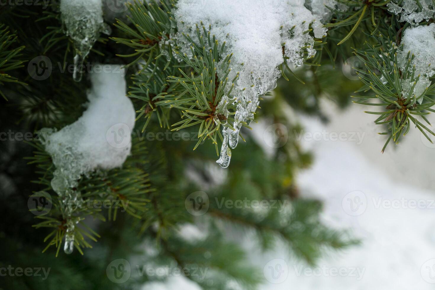 snow and frozen drops of water on the needles of spruce branches. The concept of New Year mood photo