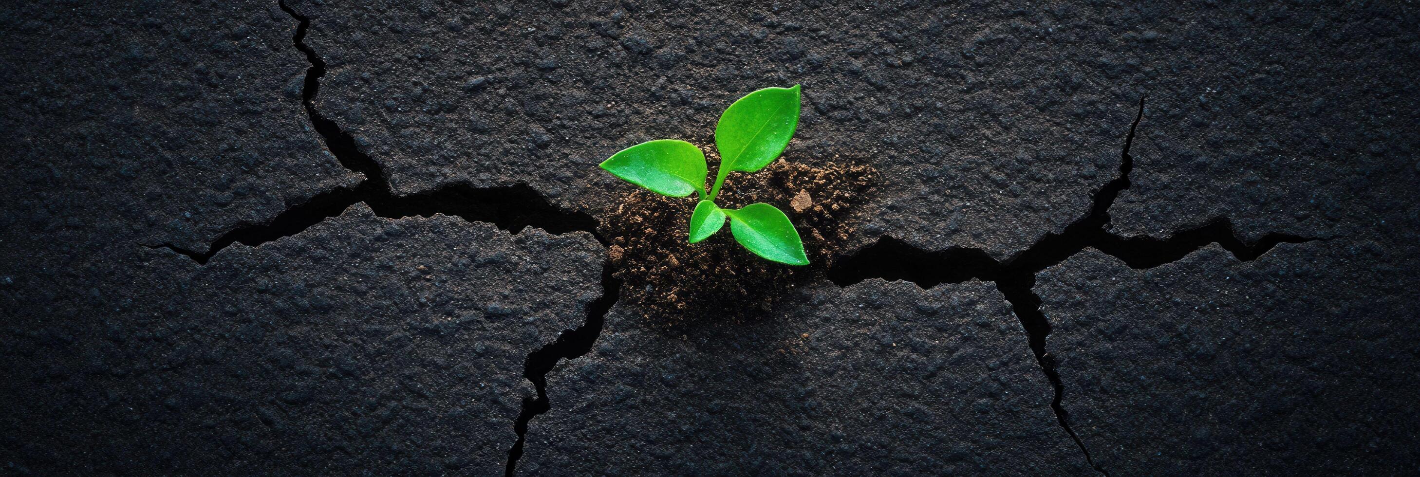 Green Plant Emerging Through Cracks in Dark Earthy Surface, Symbolizing Hope and Growth photo