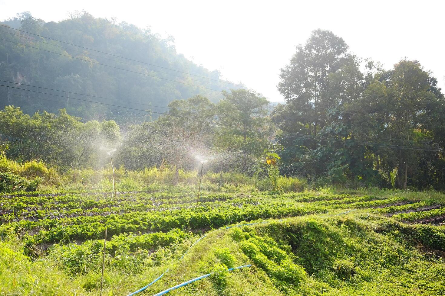 Sprinkler irrigation system spraying water on lettuce vegetable salad cultivation farm and agricultural on the mountain and hill in natural sunlight in Thailand photo