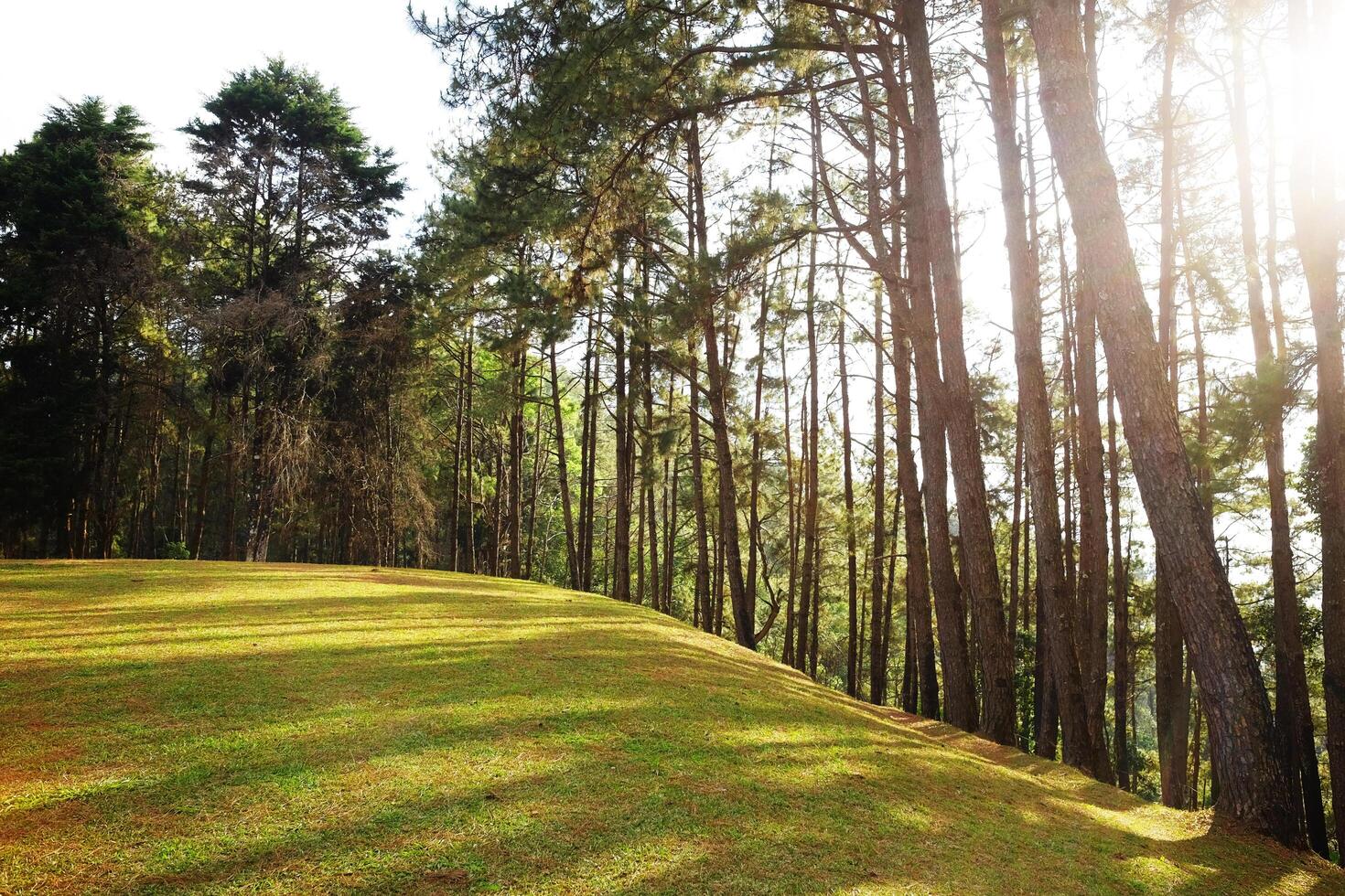 Beautiful pine forest and green lawn field on hill and the mountain with blue sky in natural sunlight photo