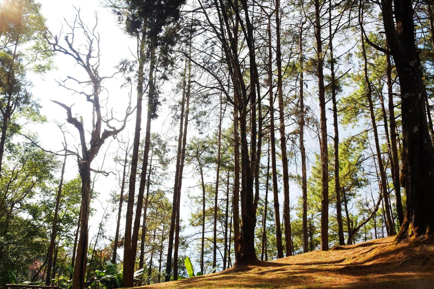 Beautiful pine forest on hill and the mountain with blue sky in natural sunlight photo