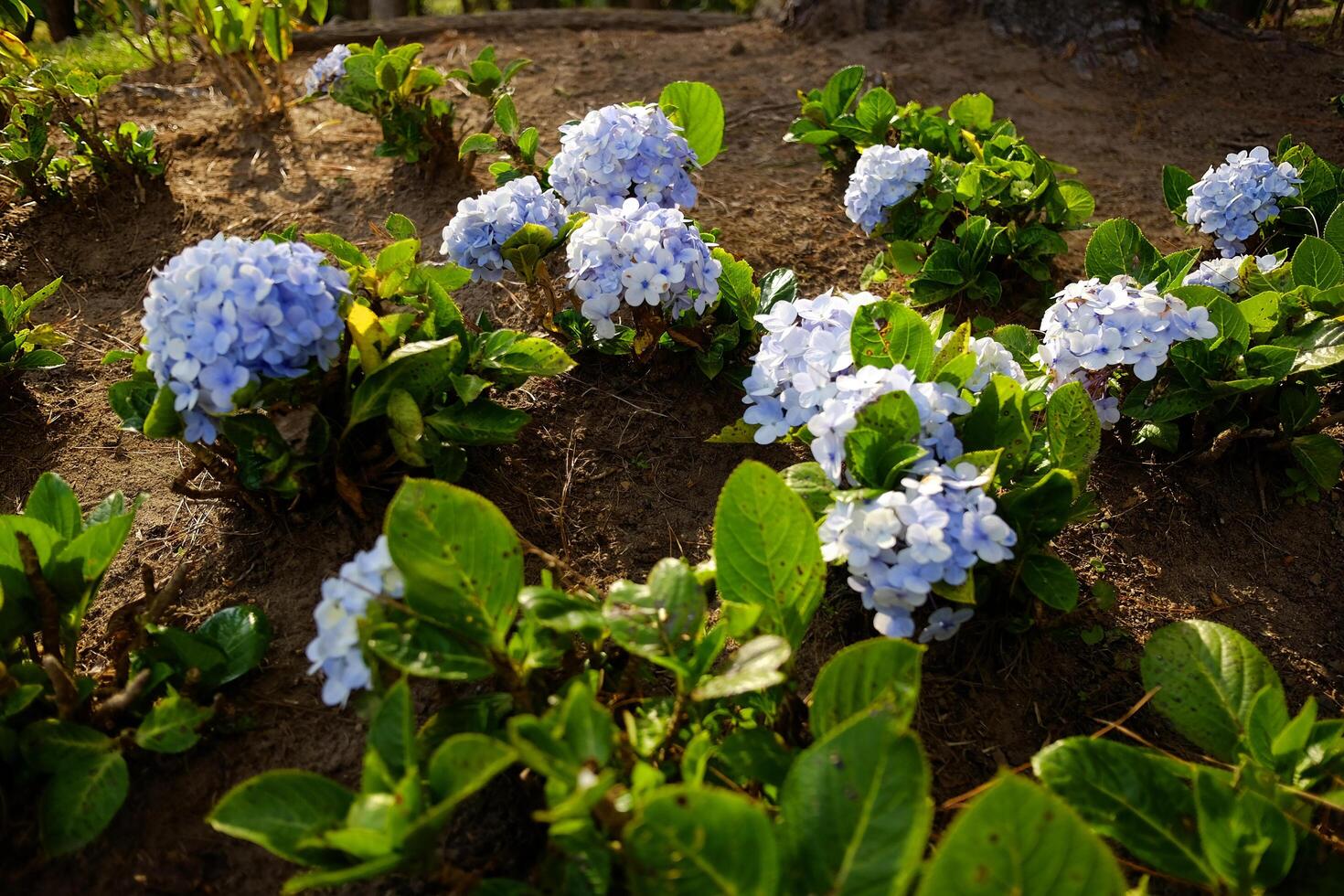 Blooming purple violet Hydrangea flowers on green lawn of mountain in natural sunlight on summer of garden photo