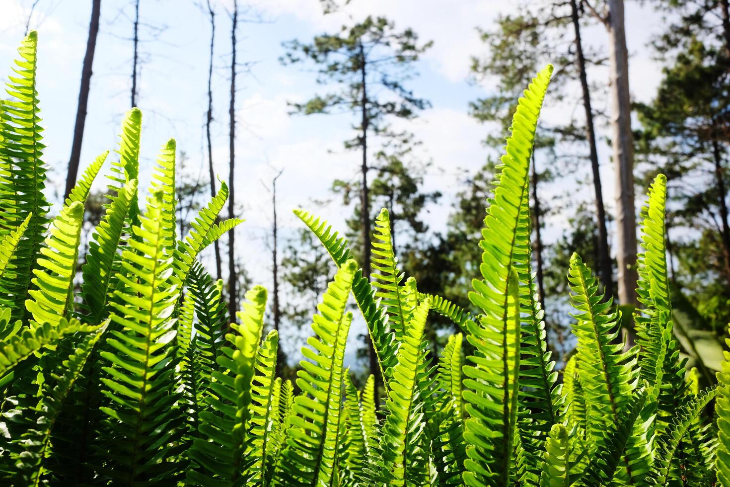 Fresh fern leaves plant in tropical pine forest with blue sky in Thailand photo