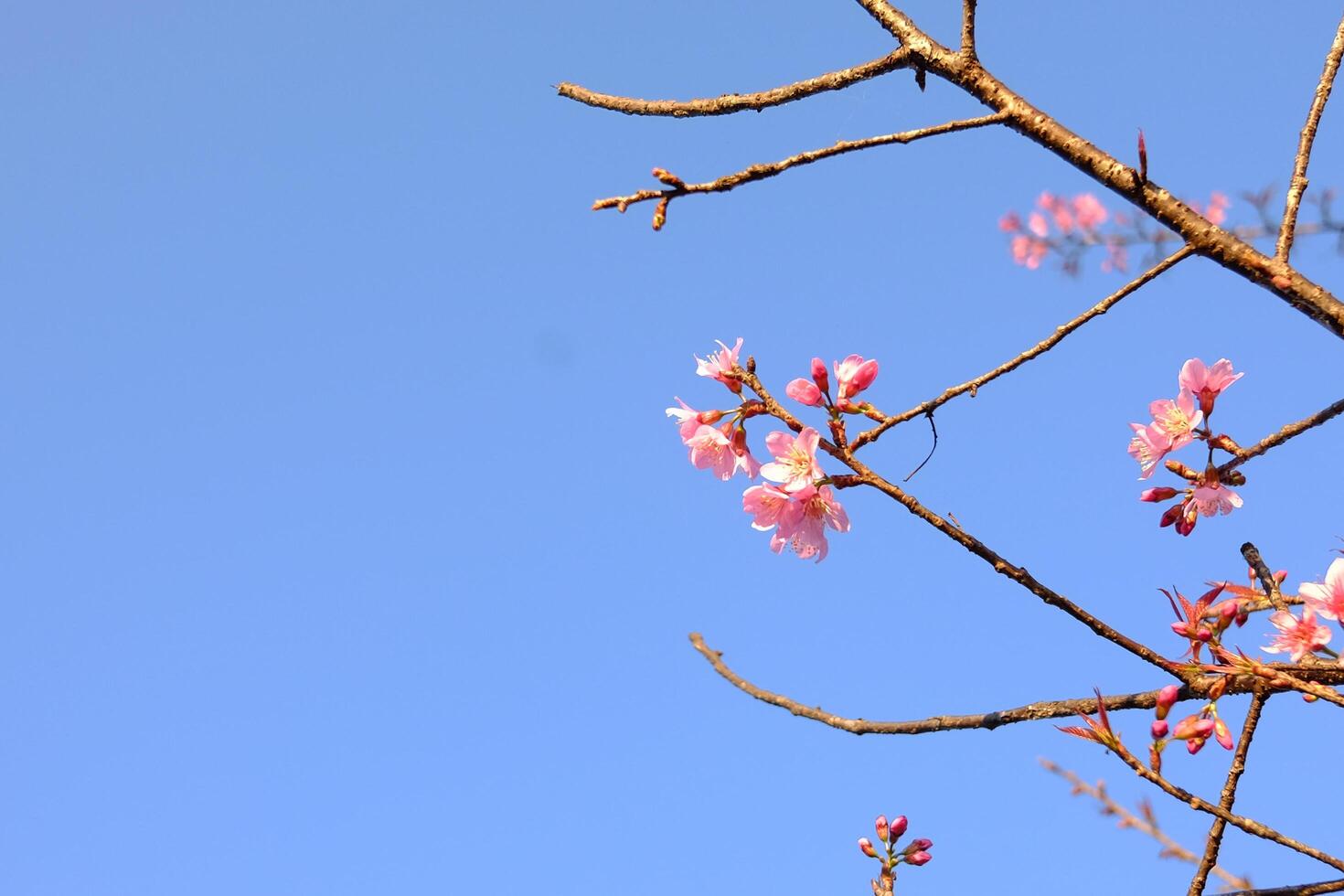 Fresh blooming pink wild Himalayan Cherry flowers branch with blue sky in sunny day. Copy space photo