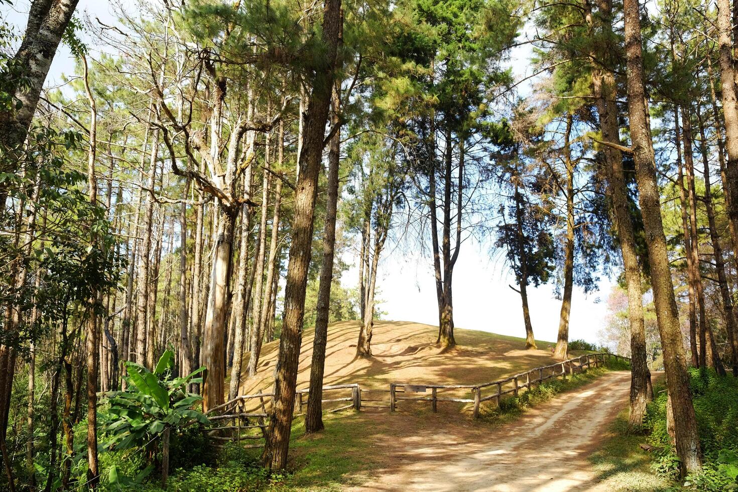 Sunshine in pine forest with winding mountain roads and walking route dirty road and wooden fence on the hill in natural sunlight in Thailand photo