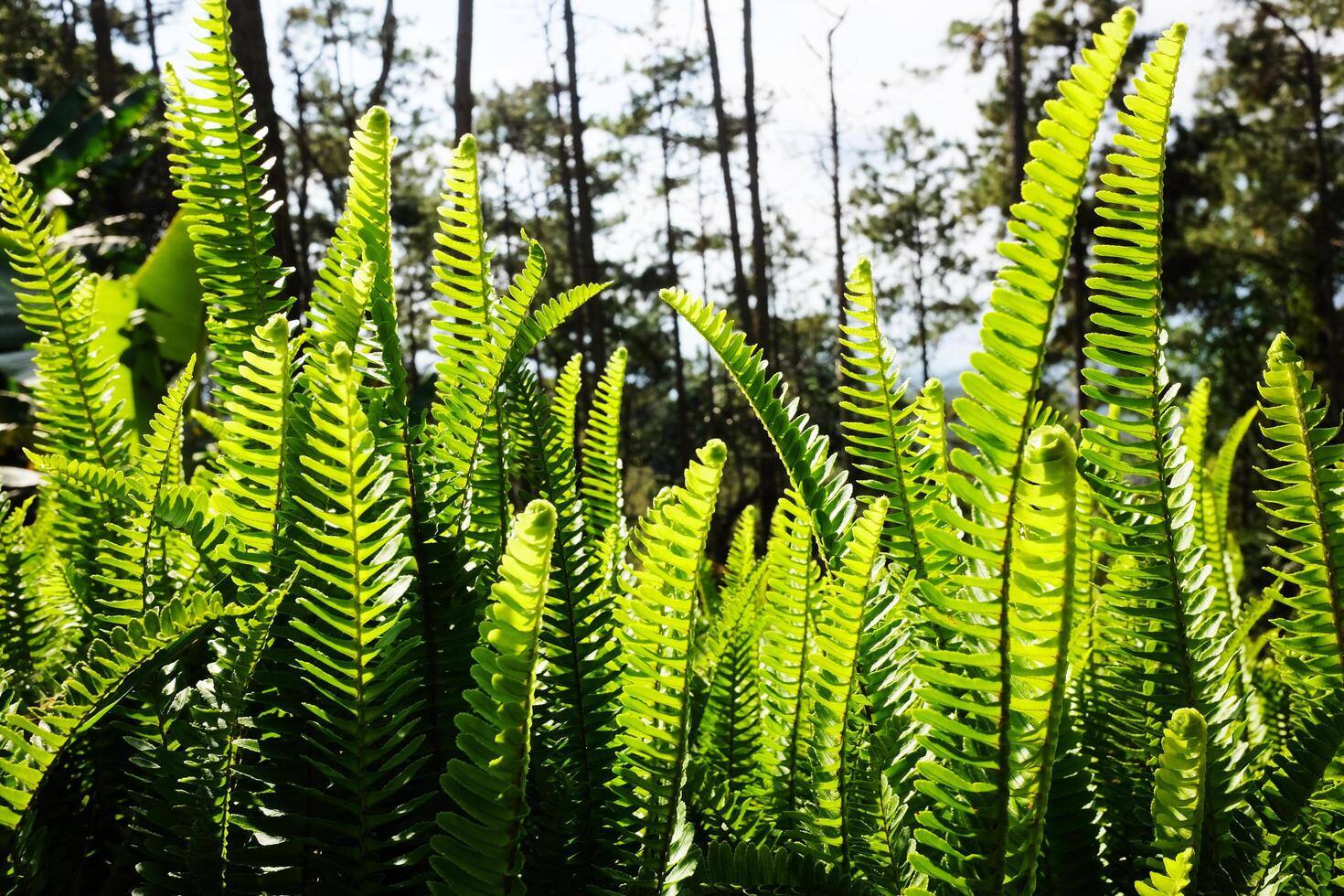 Fresh fern leaves plant in tropical forest with natural sunlight photo