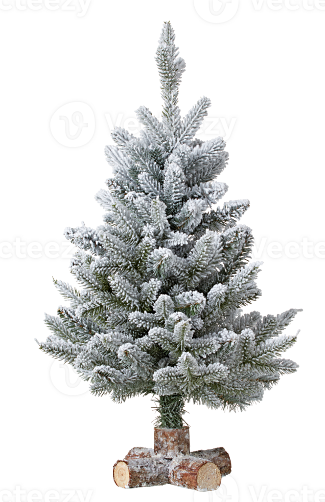 Christmas tree covered with snow cut out isolated transparent background png