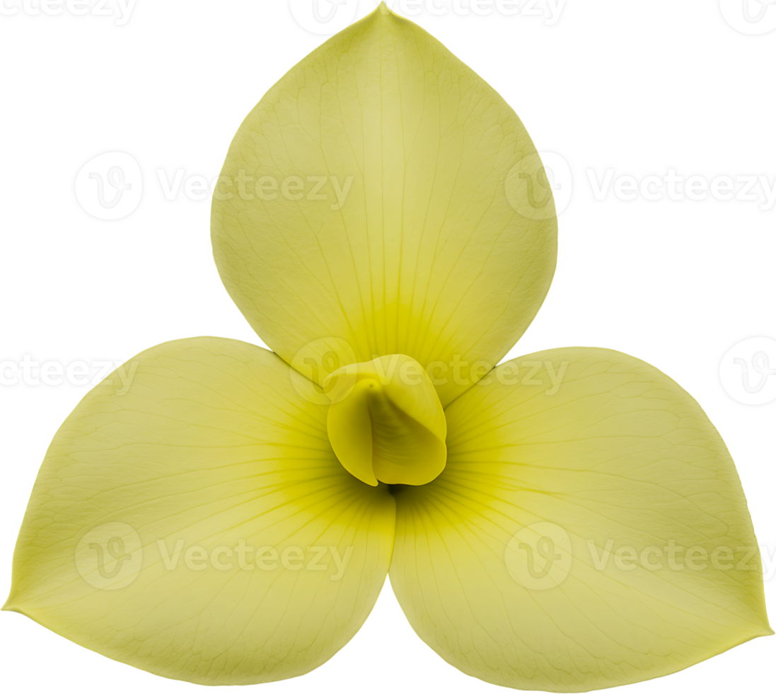 A pale yellow trillium-like flower with three petals is shown against a transparent background. png