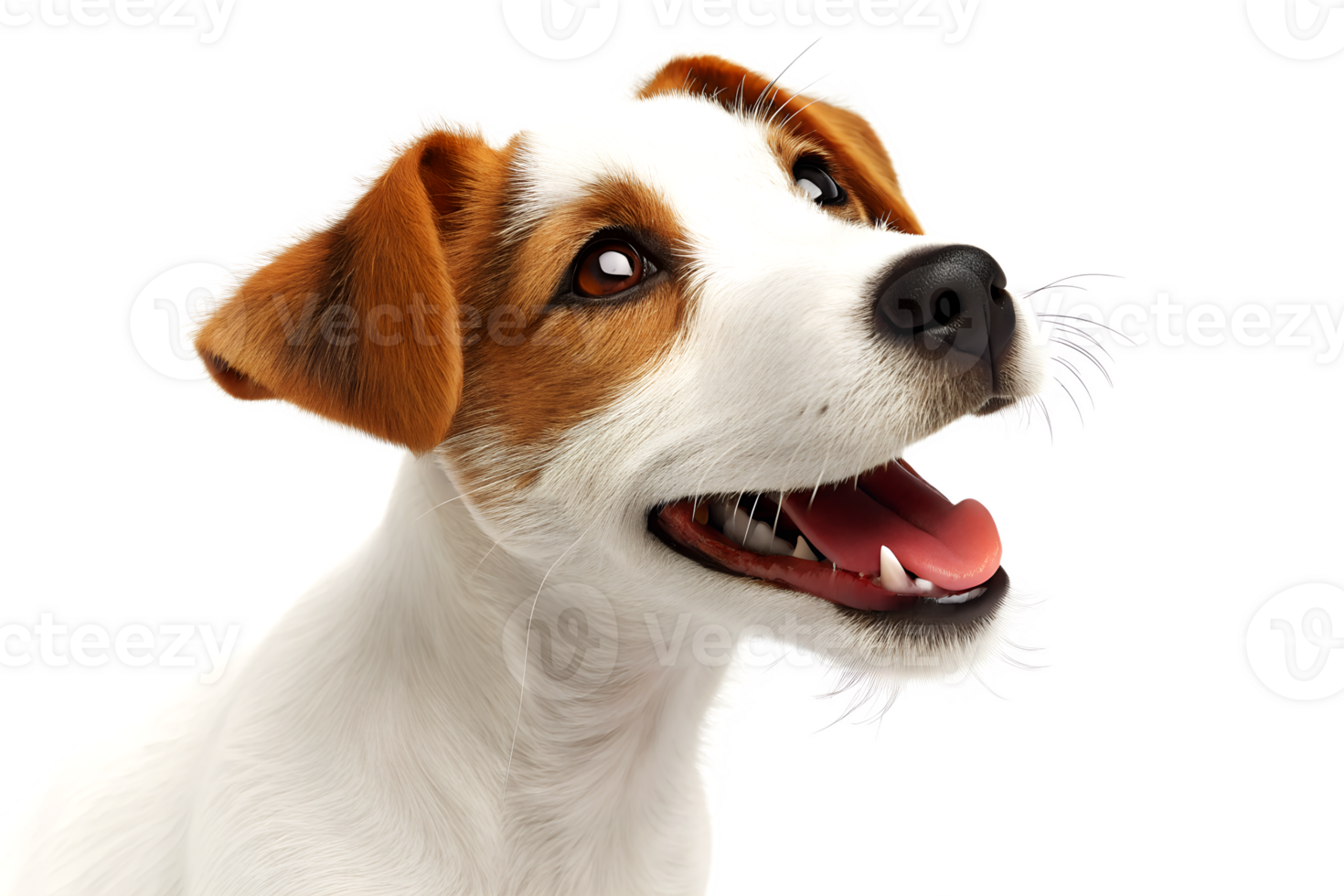 Close up view of a happy jack russell terrier dog with brown and white fur looking upwards and its mouth open with tongue exposed. png