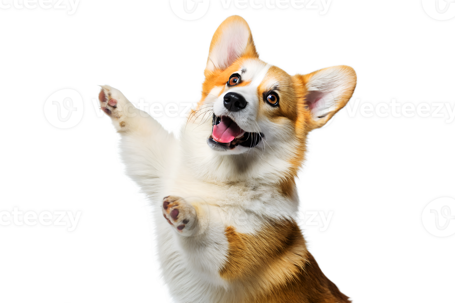 Adorable pembroke welsh corgi puppy portrait showing excitement and greeting with a happy expression and joyful raised paw on a white background. png