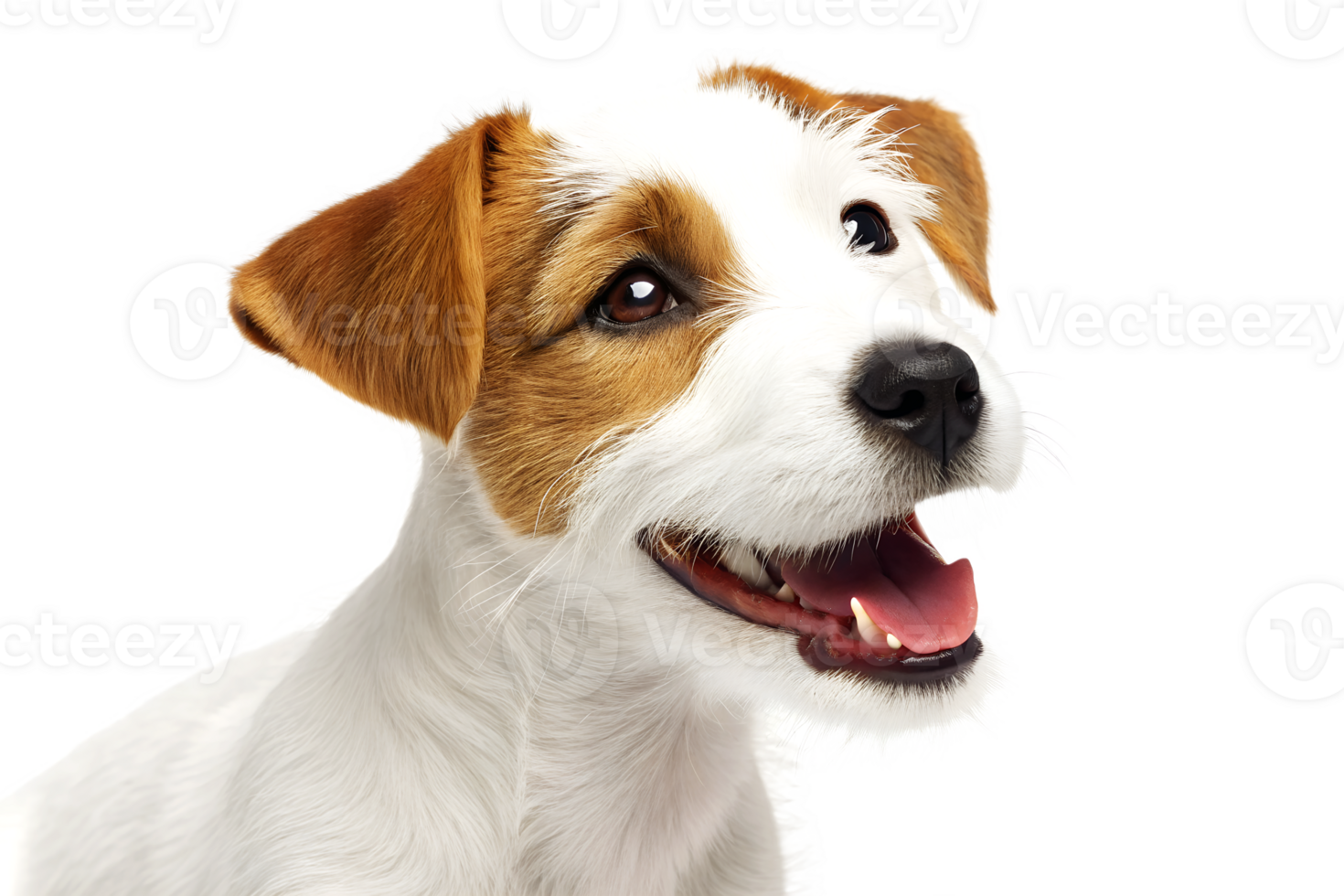 Smiling jack russell terrier puppy with white and brown fur looking upward with happy expression against a white background png