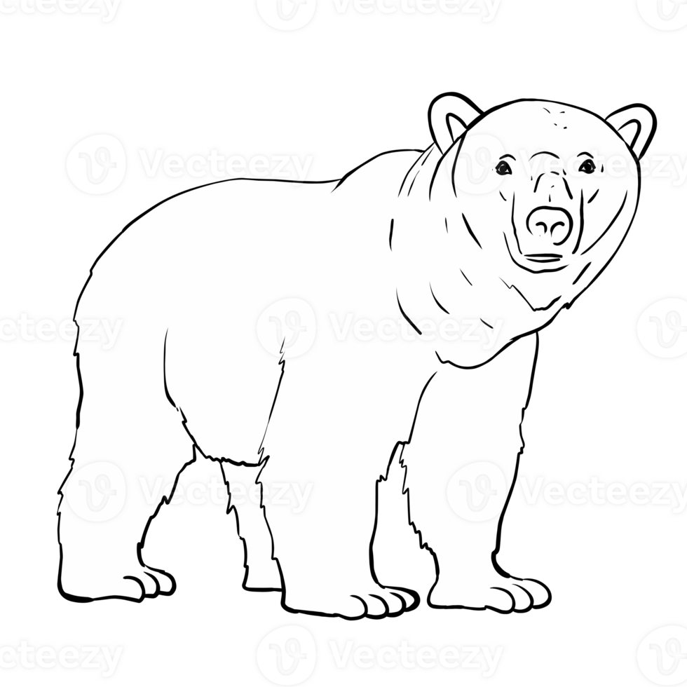 Illustration of Brown Bear png