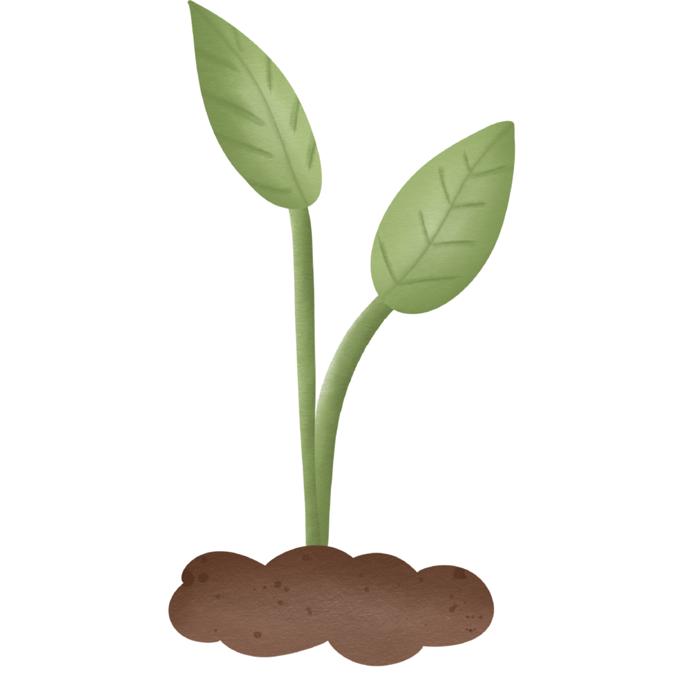 Seedlings are growing from the soil png