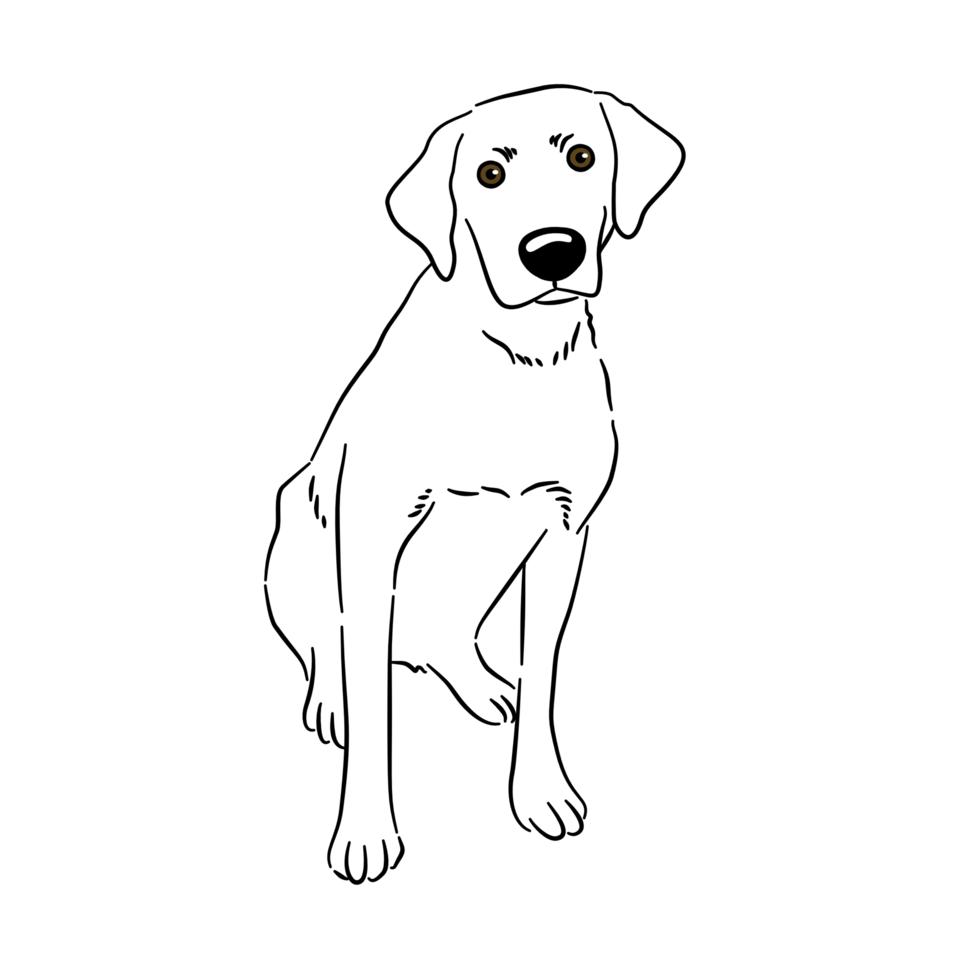 A dog sitting and looking camera png