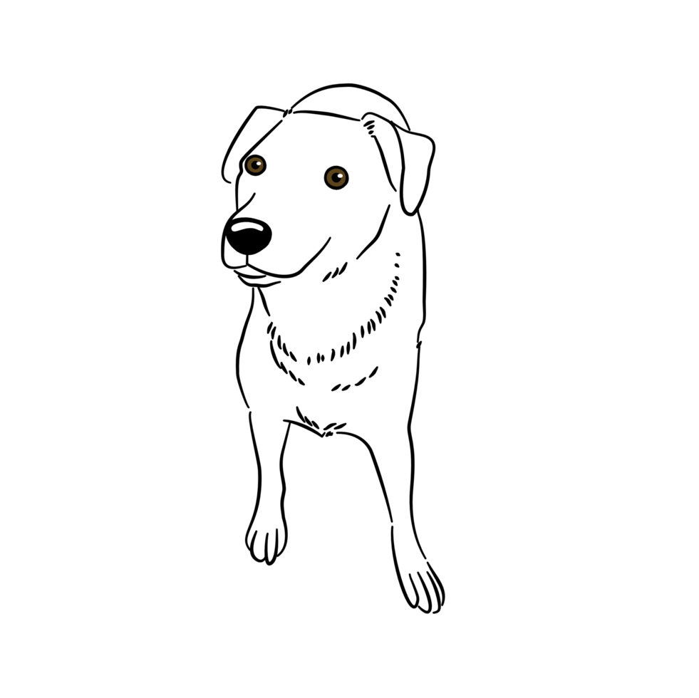 A dog is standing pose png