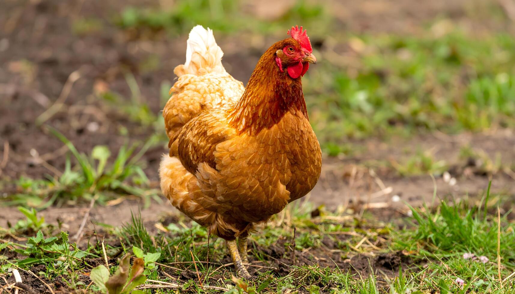 Healthy brown chicken standing on a natural farm environment. Symbolizing organic poultry farming and free-range food production. Ideal for use in livestock, organic food. Ai image photo