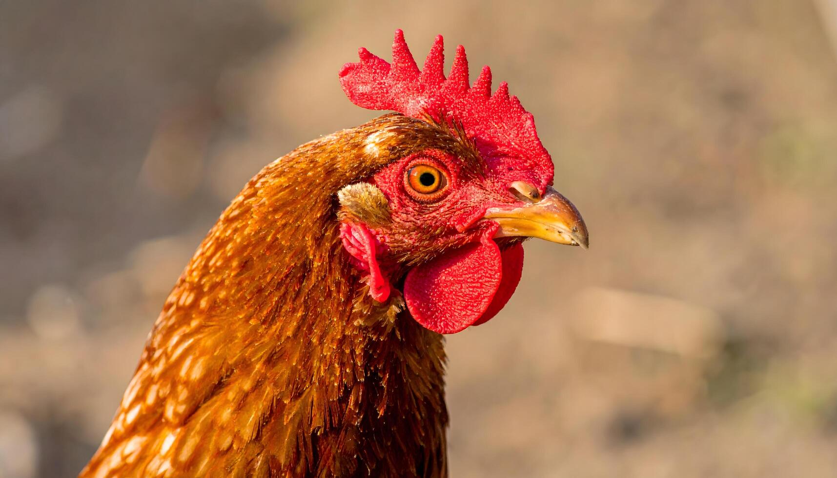 close up of brown chicken head on farm. It depicts the concept of organic chicken farming. Suitable for farming, ranching, organic food and food sustainability themes. Ai image photo