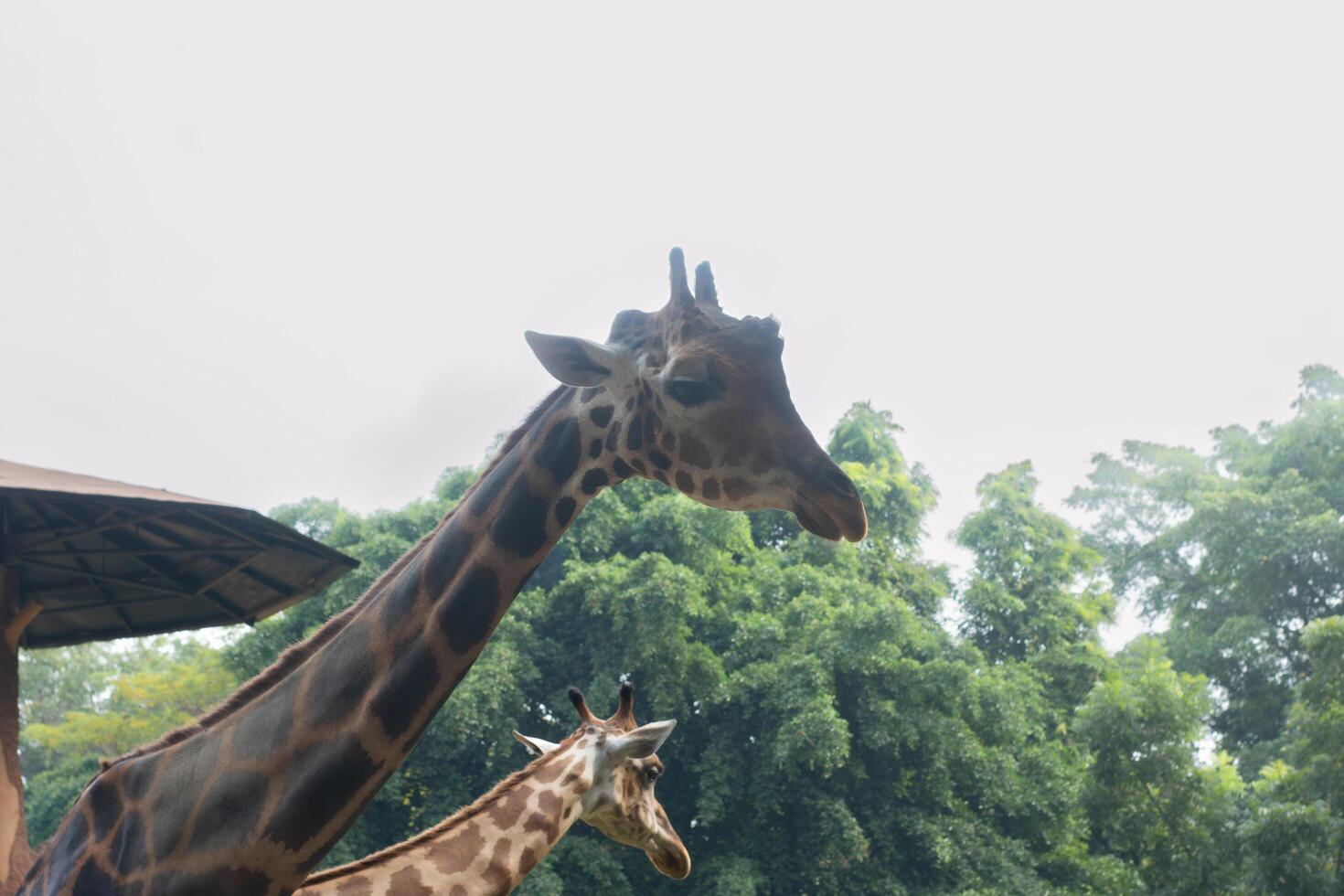 Close-up of giraffes in zoo with green trees background. Tall African animal with long neck. Wildlife conservation, safari park, zoological garden, exotic animals, nature photography. photo