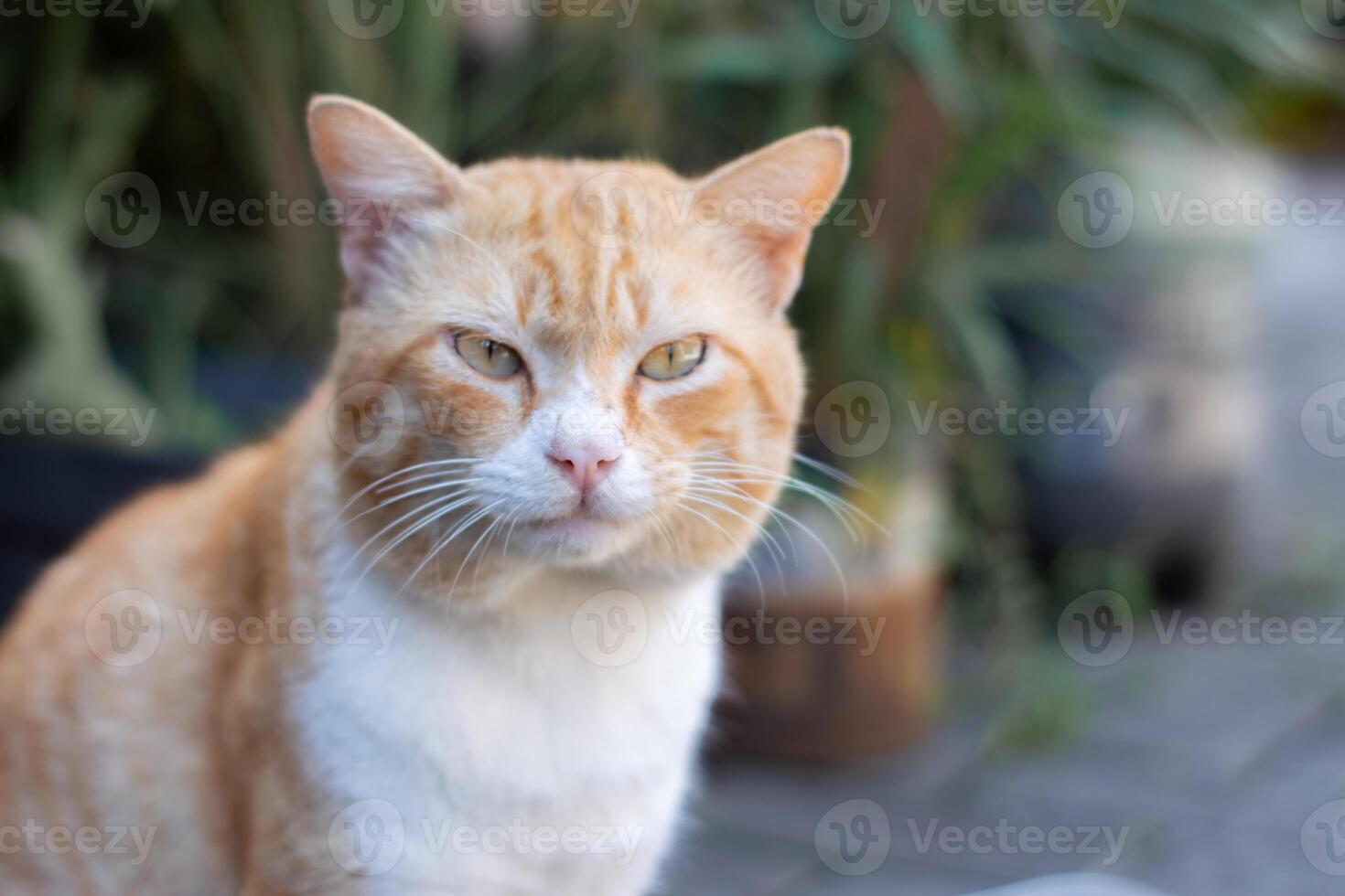 Fierce-looking orange tabby cat staring intensely, close-up portrait with soft bokeh background, serious domestic cat face outdoors, sharp eyes feline, selective focus animal photography. photo