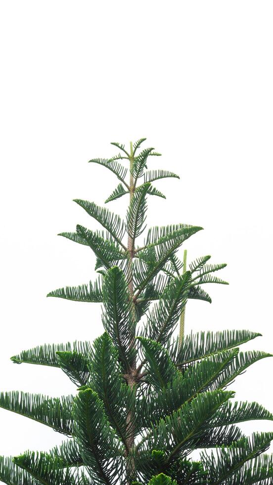 Green pine tree isolated on white background, perfect for Christmas design, evergreen fir branch close-up, natural coniferous tree for holiday or seasonal decoration. photo