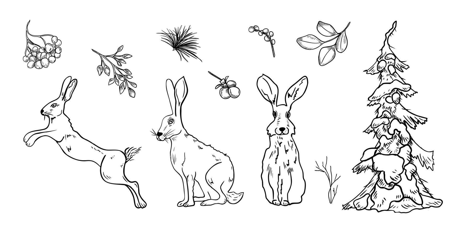 Hares and botanical clipart hand drawn black white outline illustration. Snowy pine tree, rabbits, leaves and rowan berries linear sketch hand painted for winter landscape, Christmas design. vector