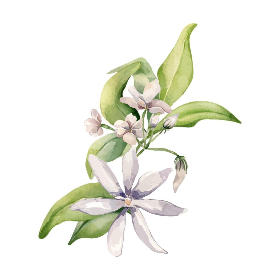 Jasmine flowers in watercolor illustration isolated. White flower gardenia botanical style hand drawn. Blooms of jasmine, buds on branch with leaves painted for design label, package tea, wedding vector