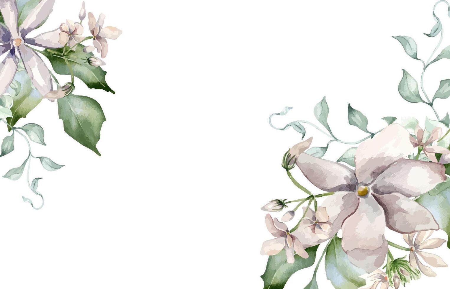 Jasmine flowers in watercolor floral border isolated. Soft white blooms banner in botanical style hand drawn. Blossom jasmine, curvy vine and foliage painted for design label, package, invitation. vector